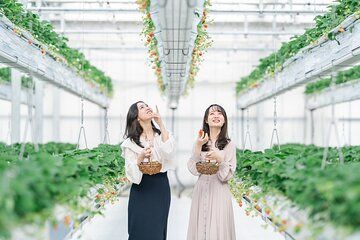 YokaBus Fukuoka Uminonakamichi, Strawberry Farm and Chinkokuji