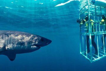 Shark Cage Diving Adventure in Gansbaai
