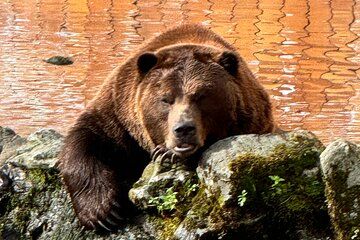 Bear & Forest Trek Tour in Sitka with Meal