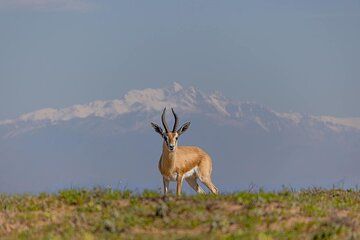 National Park Wildlife and Birdwatching Tour from Agadir