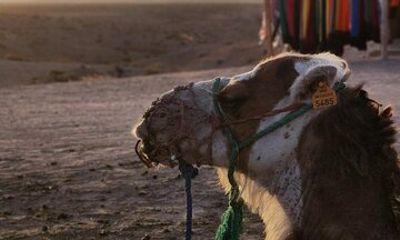 Marrakech Agafay Desert Camel Ride with Dinner Fire Show