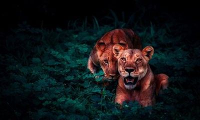 Rishikesh Jungle Safari Tour in Rajaji Tiger Reserve