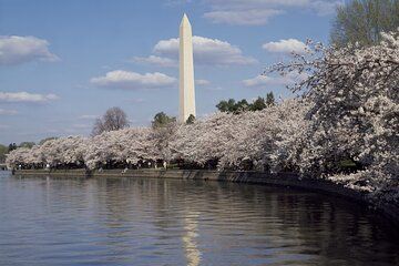 DC Cherry Blossoms Insiders Tour