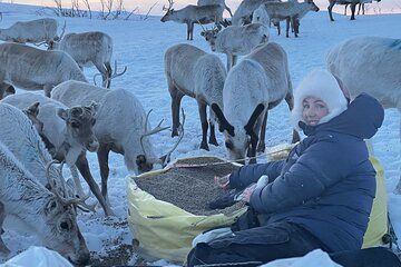 Sámi Living with Reindeer 4 Days with a Reindeer Herding Family