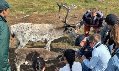 Guided Tour - Meet Reindeer in Hammerfest