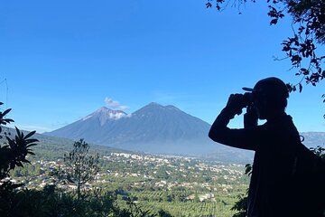 Nighthawk Birding Guided Tours in Antigua Guatemala