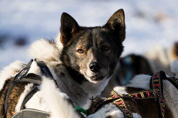 5 Day Dogsled Experience Across the Finnmark Plateau