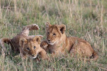 3 Day Nyerere Safari Game Drives Boat Safari and Maasai Culture