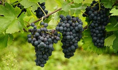 Wine Tasting Tour in Maribor's Region