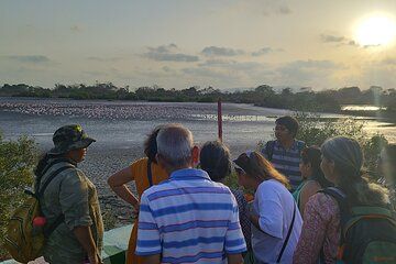 Flamingos Waders and Mangroves A Walking Activity in Navi Mumbai
