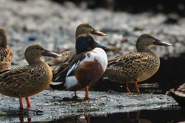 Birds, Jackals & Wetlands, Explore Mumbai's Flamingo Sanctuary