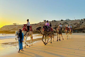 Camel Rides in Taghazout