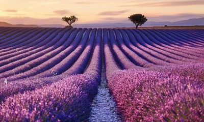 7 Days Best of Provence