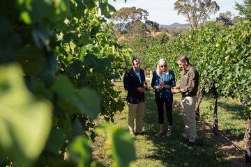 Immerse with Swinging Bridge Tour