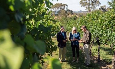 Immerse with Swinging Bridge Tour