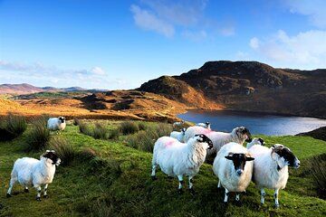 Connemara, Kylemore Abbey& Sheepdog herding demo from Galway City
