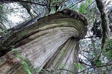 3 Hour Small Group Rainforest Eco Tour