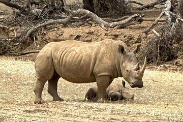 Game Drive and Rhino Encounter