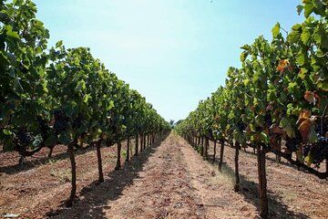 Zadar Wine Route Family Wineries and Tastings