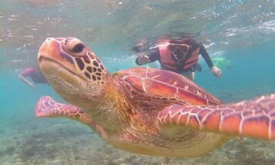 Apo Island and Dumaguete Countryside Tour