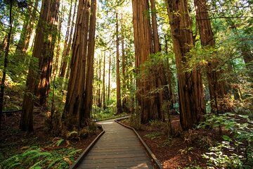 San Francisco Private Tour Muir Woods and Sausalito Day Trip