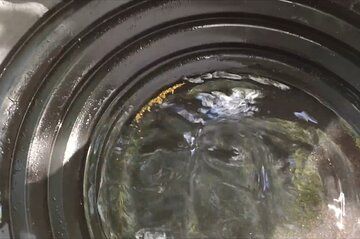 Golden Heart Tour gold panning, Arctic Animals Local Treasures