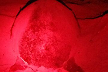 Observation of the Marine Turtle Desova