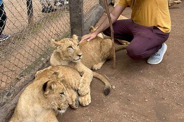 Private Harare Wildlife Tour: Lion Park, Bird park & Snake Park