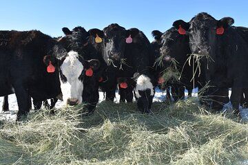 Barnyard Adventures at Bar B Ranch