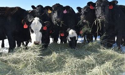 Barnyard Adventures at Bar B Ranch