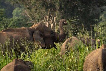 Sri Lanka Jeep Safari and Tours Experience