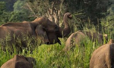 Sri Lanka Jeep Safari and Tours Experience