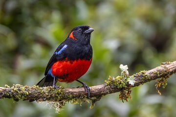 Bird watching for observers and photographers