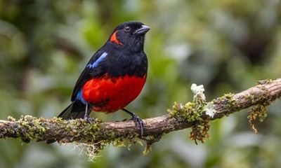 Bird watching for observers and photographers