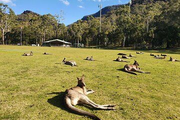 Nature Wildlife Grampians Hiking Day Tour