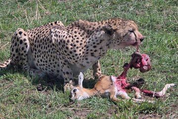 3 Days Maasai Mara Shared Tour with Private Accommodation