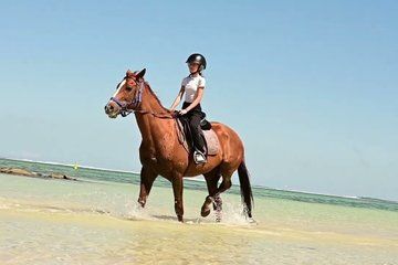 1 Hour Coastal Horse Ride with Private Transport