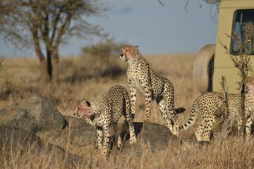 3 Day Private Safari to Serengeti and Ngorongoro Crater