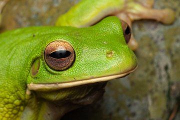 Cairns Botanic Gardens Family Night Walk