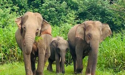 Private Habarana Safari – Minneriya / Kaudulla / Hurulu Eco Park