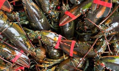 Lobsters & Legacy: An Authentic Lunenburg Experience