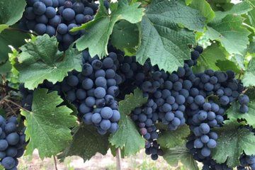 Mendoza Maipu Shared Wine Tasting Tour