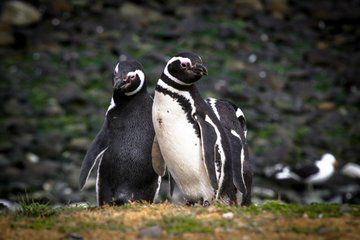Punta Arenas Walk with Penguins with Magdalena Island Navigation