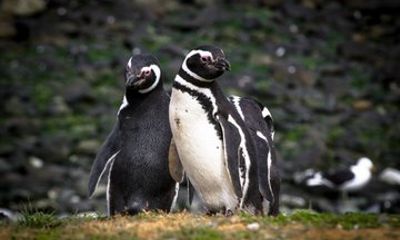 Punta Arenas Walk with Penguins with Magdalena Island Navigation