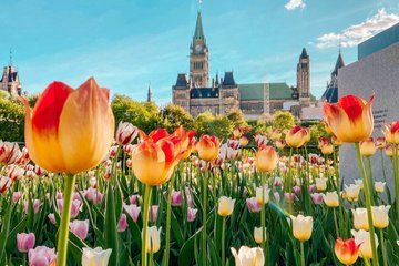 Ottawa Tulip Festival Day Trip from Toronto with Lunch option