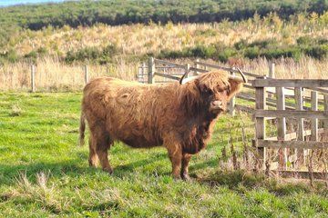 Loch Ness, Glencoe and The Highlands Small Group Tour