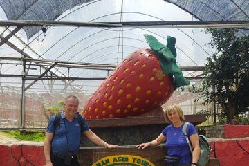 Cameron Highland Day Tour from Kuala Lumpur