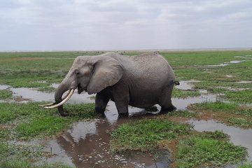 Amboseli Daytrip from Nairobi