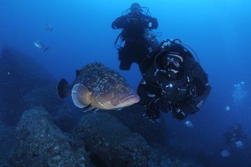 Double Boat Diving Departure in Madeira