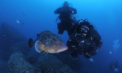 Double Boat Diving Departure in Madeira